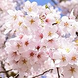 ソメイヨシノ 樹高1.0m前後 15cmポット 染井吉野 そめいよしの サクラ 桜 苗木 植木 苗 庭木 生け垣