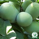 ポポー苗木 【ポトマック】 2年生 接木苗 スリット鉢植え