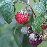 トゲなしラズベリー：グレンアンプル4～5号ポット[木いちご][大実・豊産性] ノーブランド品