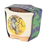 聖新陶芸 JAPANESE BONSAI 雷神 黒松 GD-64002