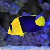 ソメワケヤッコの飼育方法 混泳 餌 病気 性格 サンゴ マリンアクアリウム総合情報サイト ソメワケヤッコの飼育方法 混泳 餌 病気 性格 サンゴ マリンアクアリウム総合情報サイト