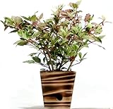 木製５寸斑入りハイビスカス