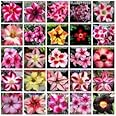 【種子】Adenium Obesum MIX◆アデニウム・オベスム◎ミックス種子 10粒 塊根植物 [並行輸入品]