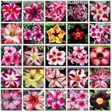 【種子】Adenium Obesum MIX◆アデニウム・オベスム◎ミックス種子 10粒 塊根植物 [並行輸入品]