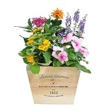 季節の寄せ植え　ウッドポット　杉ナチュラル（四角・中）