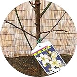 花梅 苗木 冬至 (白) 12cmポット苗 はなうめ 苗 ハナウメ
