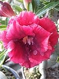 40 Fresh seedsアデニウム アラビカム オベスム 砂漠のバラ種子(40粒)塊根植物種子Adenium obesum Desert Roses seeds no117-Double-Red-