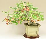 姫美好/ヒメビコウ 中品盆栽（いよじ園）