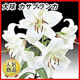 Amazon 球根 カサブランカ 大球 3球入 球根