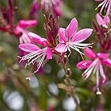 ガウラ （白蝶草）：サマーパピヨン　ピンク3号ポット 6株セット ノーブランド品