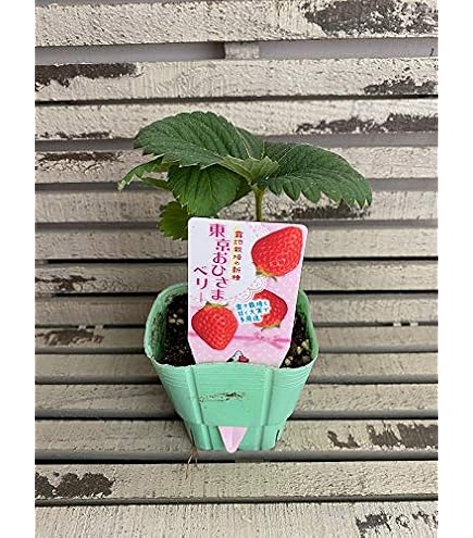 福岡S6号　イチゴ苗　5苗セット Amazon.co.jp: イチゴ苗 福岡いちご (品種名 福岡S6号) 3株 / 国華園