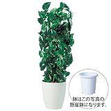 エフプランター 人工観葉植物-ポトスヘゴ-90-6号鉢-懸崖鉢