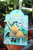 果樹苗　接木　ジャバラ　一年生　【送料込価格】