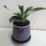 [縁起物・新居祝いやギフトに！]万年青 （おもと）：福の光 陶器鉢植え（皿付）／ステララウンド紫S