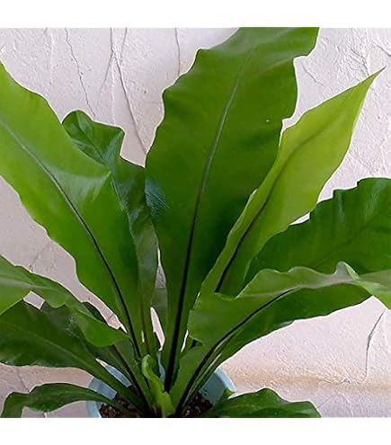 Amazon｜初心者にオススメ観葉植物アスプレニウム オオタニワタリ 抜き