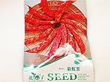 【 珍種子】　レインボーインゲン豆　(15粒入)　