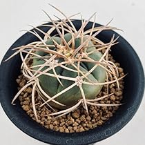 サボテン 光琳玉 30個程度 ギムノカリキウム 51mtfMM4RPL._AC_UL210_SR210,