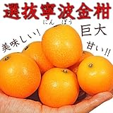 国華園　果樹苗　カンキツ　キンカン　選抜寧波金柑　1株【※発送が国華園からの場合のみ正規品です】