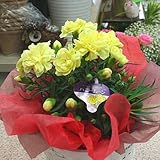 カーネーション 黄色（イエロー） 5号鉢植え かご付き 花 ギフト 母の日プレゼント