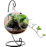 【19blue】 丸型 テラリウム アクアリウム ガラス 花瓶 ハンギング スタンド (15cm)