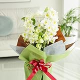 特選デンドロビューム　5号鉢（白系）　＜　冬季期間のフラワーギフトに　お祝い花に　贈り物に　＞　【冬季限定　全国送料無料　お届け日指定ＯＫ】