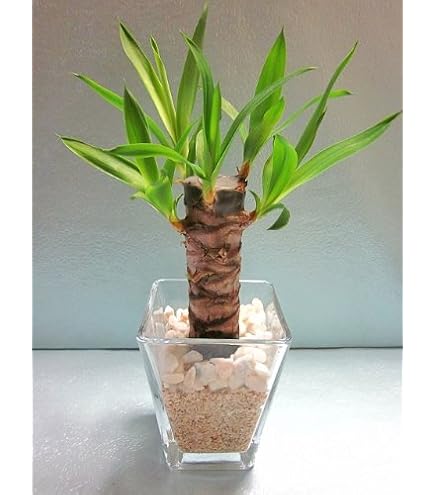 Amazon｜ユッカ トンプソニアーナ 02｜観葉植物 オンライン通販