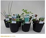 ホワイトガーデン　ハーブセット ステップナッツ　オリジナル　６ポットセット