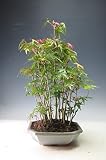 盆栽 もみじ　山もみじの寄せ植え