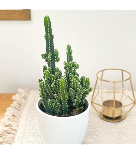 Amazon｜セレウス電磁波吸収サボテン（セレウスベルヴィアヌス） 丸鉢