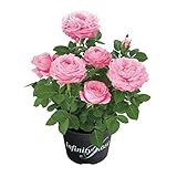 ピンクインフィニティ3.5号プラ鉢入り 2株セット[インフィニティローズの桃花品種] ノーブランド品