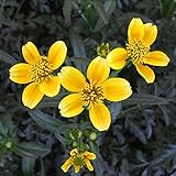 ウインターコスモス（ビデンス）：ゴールドキューピット3号ポット 6株セット ノーブランド品