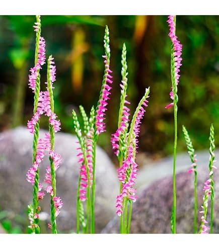 Amazon.co.jp: 国華園 山野草 サギソウ おまかせミックス (品種
