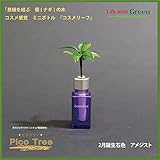 【ミニチュア観葉植物】「ピコツリー　ナギの木」コスメ感覚ミニボトル「コスメリーフ　2月誕生石色　アメジスト」付き　【土なし　清潔　水やり簡単　セラハイト】　　「NHK大河ドラマ　女城主　直虎」で「愛し