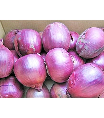 Amazon.co.jp: フランスの野菜通年 エシャロットフランス産約1Kg