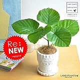 LAND PLANTS 【観葉植物】 フィカス・ウンベラータ ハートリーフ （CITRONポット）