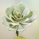 工場直接クラフト®ペアの人工Hen and Chick Succulent Picks for Crafting、Arranging and Embellishing