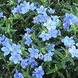 ミヤマホタルカズラ 【ブルー】 １株 グランドカバー 寄せ植え イングリッシュガーデン等に