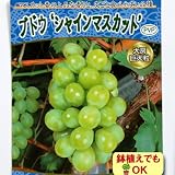 2017年新苗・果樹苗 ・ぶどう シャインマスカット 6号(18cm)ポット