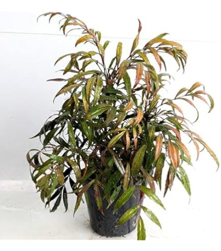 Amazon.co.jp: マホニアコンフューサ 細葉ヒイラギナンテン : DIY