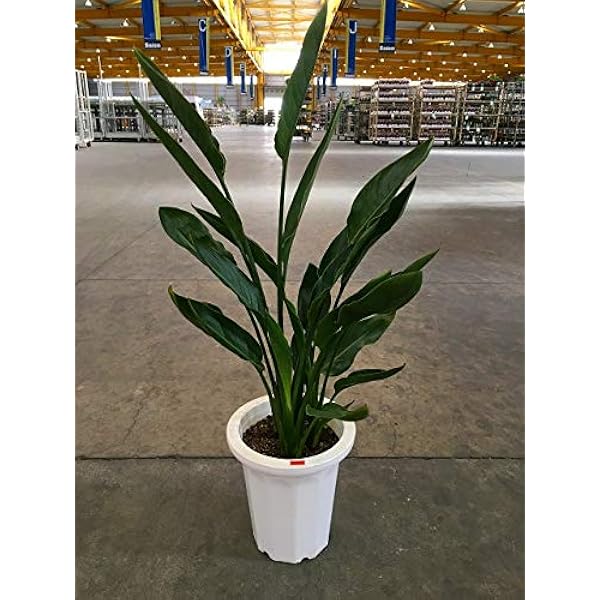 Amazon ストレリチア レギネ 8号 観葉植物 オンライン通販