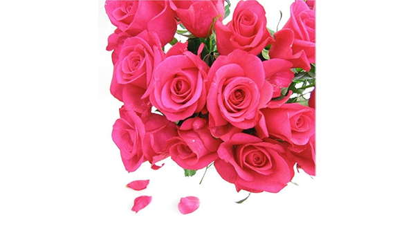 Amazon ピンク系のバラの花束 本 生花 お祝い 記念日 誕生日 フラワーギフト バラ 花束 オンライン通販