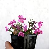 シバザクラ 芝桜 ダニエルクッション 25ポットセット グランドカバー