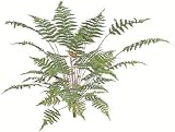 タカショー 【観葉植物・グリーンデコ和風】 ベニシダ 大 H70cm メンテが楽でリアルな人工植物 GN-41L
