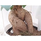幸せを運んでくれる樹 ガジュマル(観葉植物)