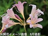 山野草:ナツズイセン(夏水仙) 10.5cmポット仮植え苗【紫桜館山の花屋】