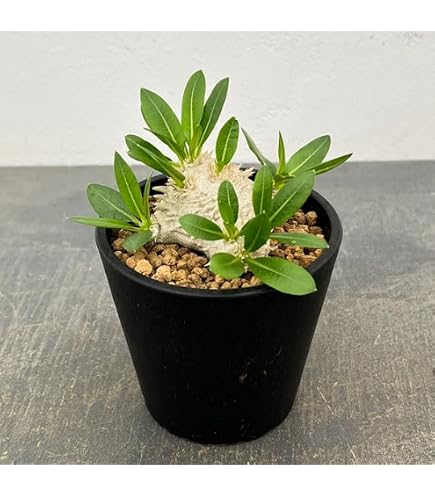 Amazon｜THE CORE パキポディウム ブレビカウレ 恵比寿笑い 多肉植物