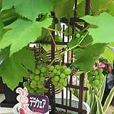 花ギフト ぶどう（ブドウ） 鉢植え 「デラウェア」 フェンス仕立て 花 ギフト 実がなり食べれる植物