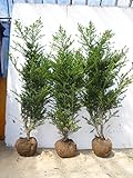 【3本セット】 キンメツゲ 樹高1.0m前後 根巻 （金芽ツゲ） 生垣 苗木 植木 苗 庭木 生け垣