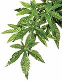 High quality Plastic Terrarium Plant, Large, Mandarin
