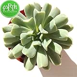 多肉植物エケベリア属 クラウド